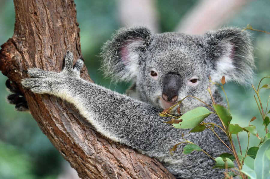 A cute koala chews on eucalyptus leaves